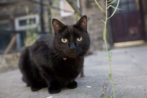 black cat haworth sm.jpg